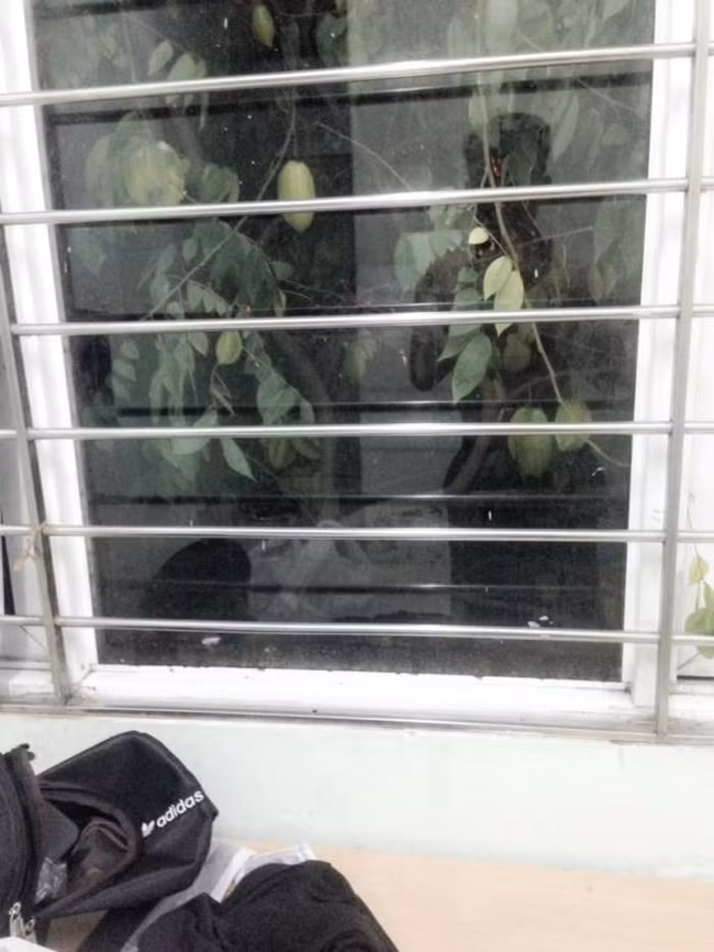 Có hàng xóm thích trồng cây, đặc biệt là cây ăn quả thì biết đâu một ngày bạn sẽ được miếng ngon dâng tận miệng thế này.