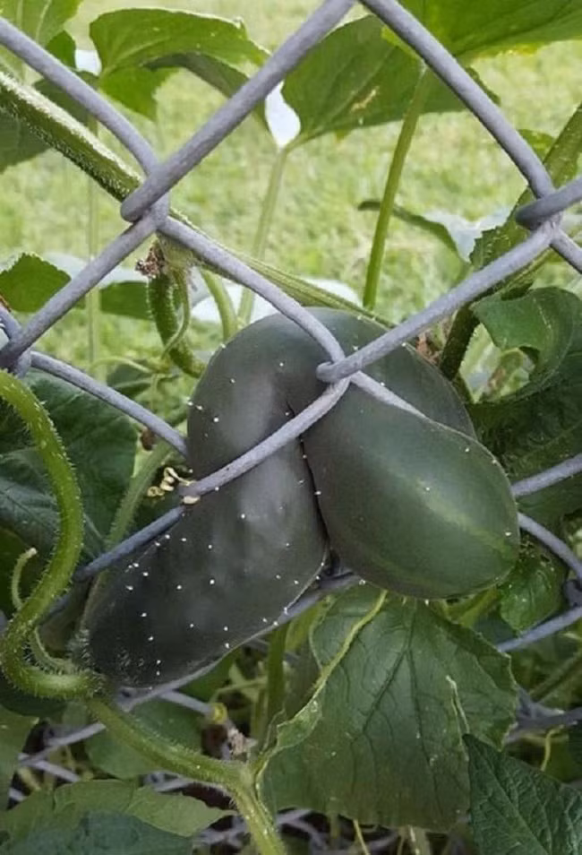 Chẳng chủ nhà nào muốn trồng cây ăn quả mình ngày ngày chăm bẵm đến lúc chuẩn bị thu hoạch lại đi sang hàng xóm nhưng điều này lại không ít lần xảy ra.