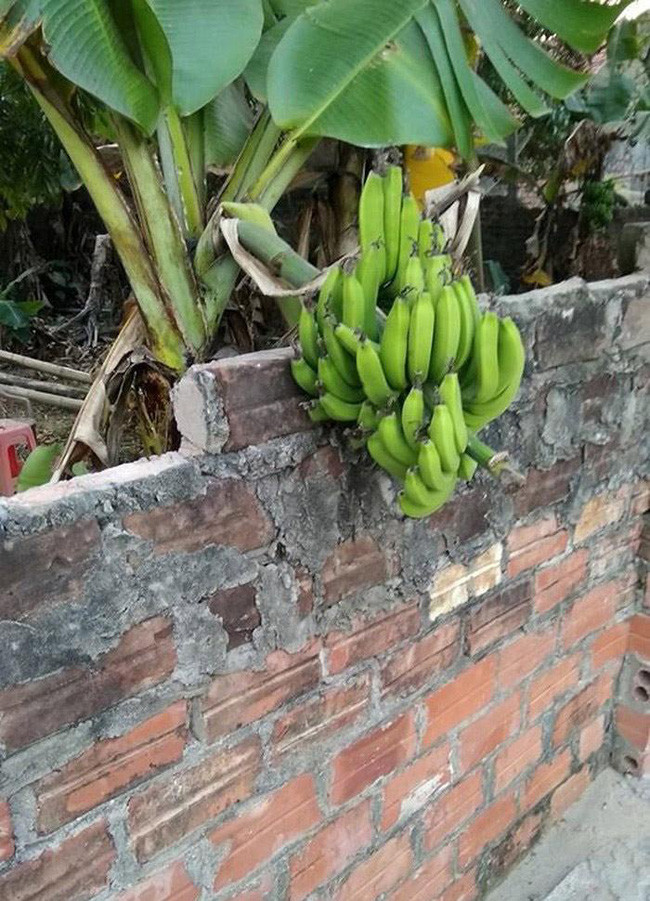 Buồng chuối "kém ngoan" khi không yên phận ở nhà chủ mà lại thích "định cư" sang nhà hàng xóm.