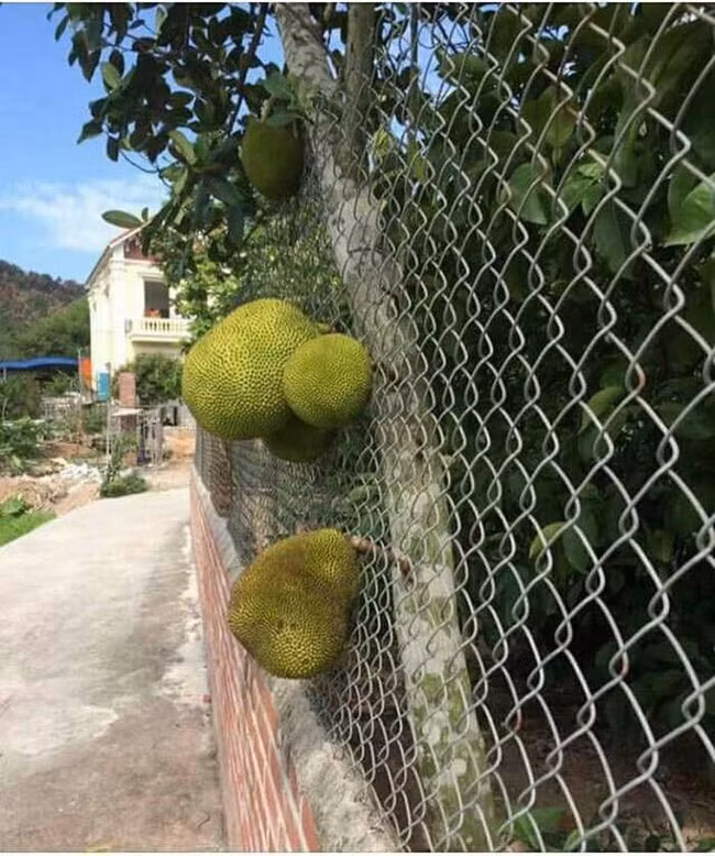 Cũng là hàng rào đấy nhưng mà mít "phản chủ" từ lúc bói quả đa hướng ra ngoài để cho cả xóm hưởng.