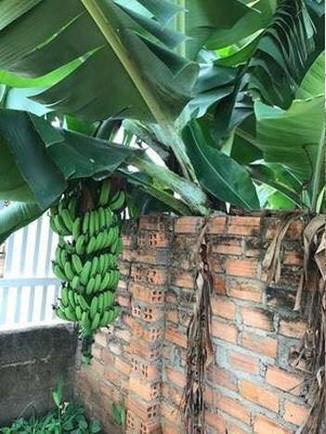 Tuy nhiên, không ít dân mạng cũng có cái nhìn thoáng hơn khi cho rằng vì i tình láng giềng hữu nghị nên gia chủ phải biếu không quả ngọt cho người khác.