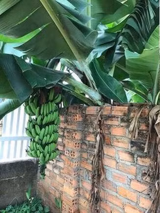 Tuy nhiên, không ít dân mạng cũng có cái nhìn thoáng hơn khi cho rằng vì i tình láng giềng hữu nghị nên gia chủ phải biếu không quả ngọt cho người khác.