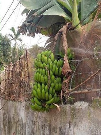 Cả bụi chuối mới có một buồng mà hàng xóm hưởng cả thì chủ nhà chắc sẽ đau lòng lắm.