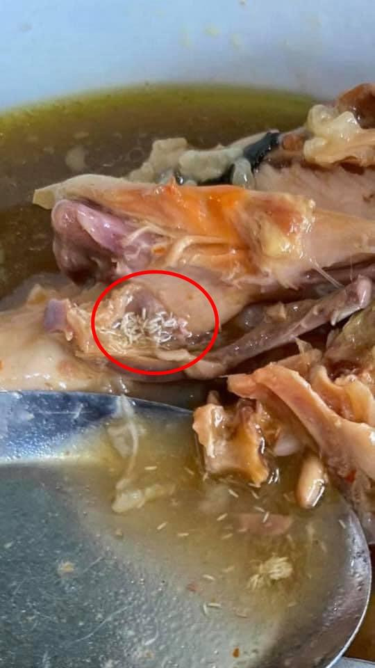 Bát gà hâm phía trong đầy giòi.