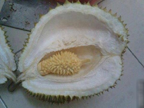 Tuy nhiên, không phải ai cũng có đủ may mắn để có thể tận hưởng một quả sầu riêng trọn vẹn bởi khi tách lớp vỏ xù xì bên ngoài ra, không ít người đã phải ôm hận.