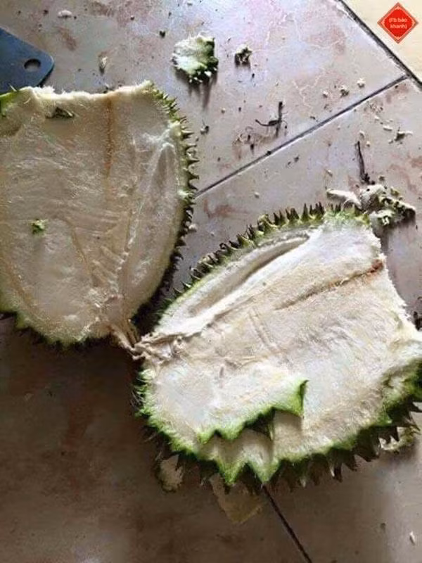 Mới đây trên MXH, dân mạng được dịp chia sẻ những thảm họa từ những lần tách vỏ quả sầu riêng. Chứng kiến cảnh này, không ít người mê thứ quả này phải ôm mặt khóc.