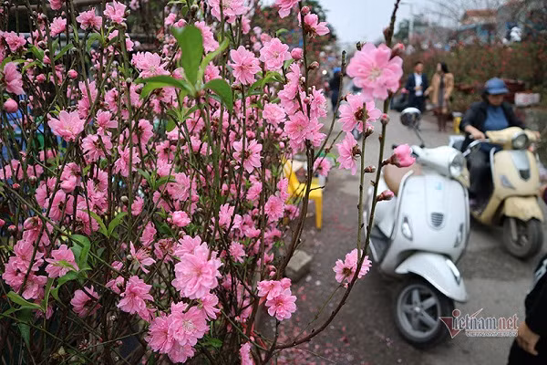 Vo quyet o lai HN an Tet, ly do khien nha chong phan no