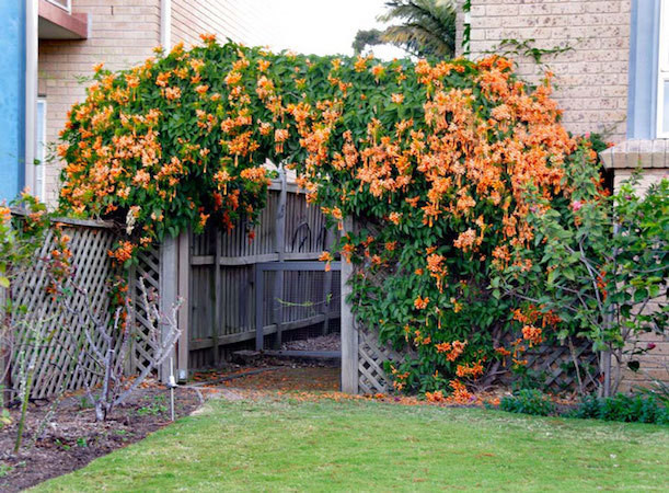 Phong thuy khong ngo tu nhung cay hong leo, hoa giay bam quanh nha-Hinh-3