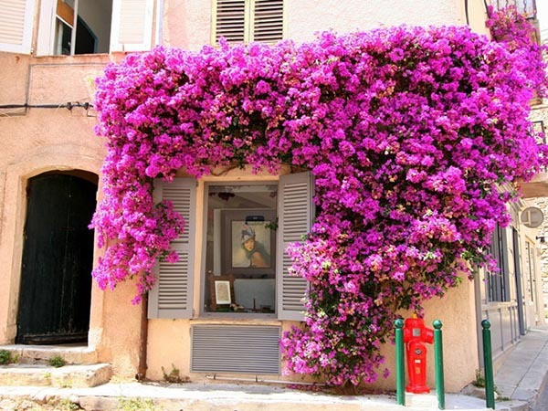 Phong thuy khong ngo tu nhung cay hong leo, hoa giay bam quanh nha-Hinh-2