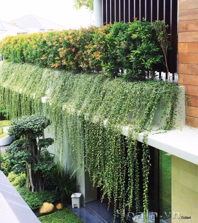 Phong thuy khong ngo tu nhung cay hong leo, hoa giay bam quanh nha-Hinh-4