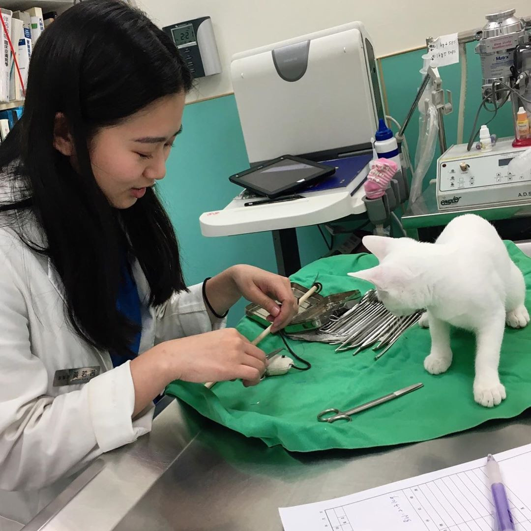 Đứng trước nhan sắc của Huang Roxi, thậm chí nhiều anh chàng còn công khai ý định được đổi vai cho các chú cún, mèo trong vòng tay cô.