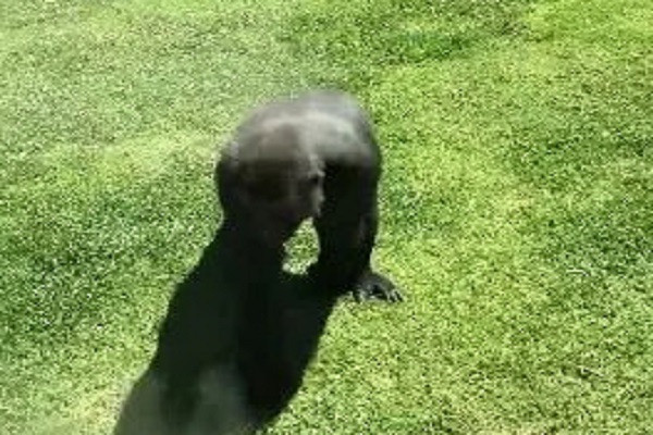 Dang yeu khoanh khac khi dot giup do mot chu chim bi thuong