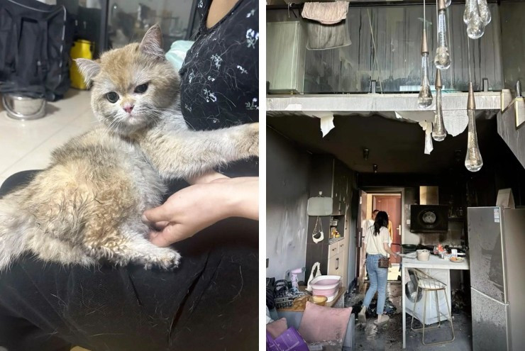 Đồng thời, cô cũng cho chú mèo xuất hiện trong các buổi livestream để "bù đắp" thiệt hại.