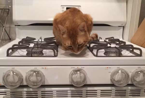 Trong những ngày tiếp theo, Dandan nói đùa rằng, cô đang bắt con mèo “làm việc để trả nợ” bằng cách xuất hiện trong các buổi livetream, thậm chí còn nói nó chính là "kẻ đốt nhà".