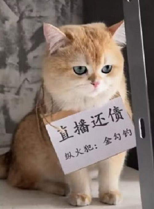 Sự việc này thu hút sự chú ý của cư dân mạng, phần lớn đều có phản ứng hài hước trong câu chuyện buồn của cô.