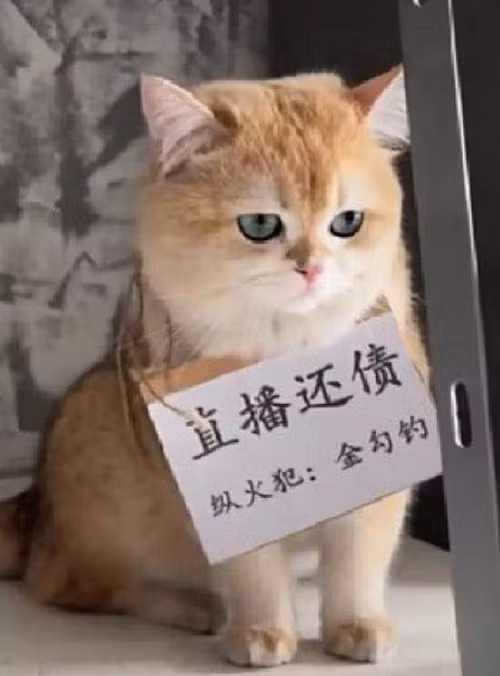 Sự việc này thu hút sự chú ý của cư dân mạng, phần lớn đều có phản ứng hài hước trong câu chuyện buồn của cô.