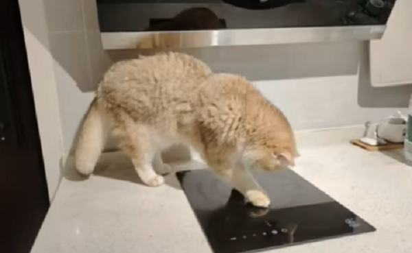 Vào ngày 13/4, Dandan đã đăng một lá thư xin lỗi lên mạng, có chữ ký của cô và dấu chân của Jingoudiao. Cô cảm thấy mình có lỗi vì đã không tắt nguồn bếp và cam kết sẽ chú ý đến an toàn cháy nổ trong tương lai, đồng thời kêu gọi những người khác cũng làm như vậy.