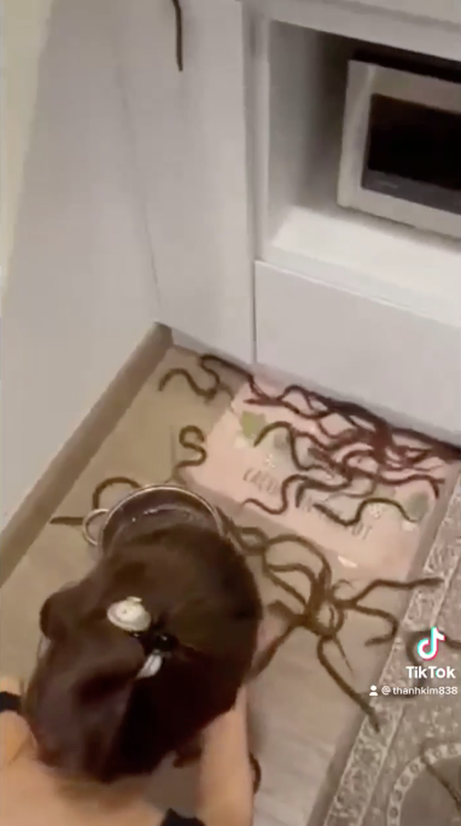 Vì quá nhiều lươn nên khi nồi chưa kịp nóng cô đã hé vung ra và thật không may, đám lươn trong nồi bò hết ra ngoài rồi rơi xuống sàn tạo nên cảnh tượng vô cùng hãi hùng.