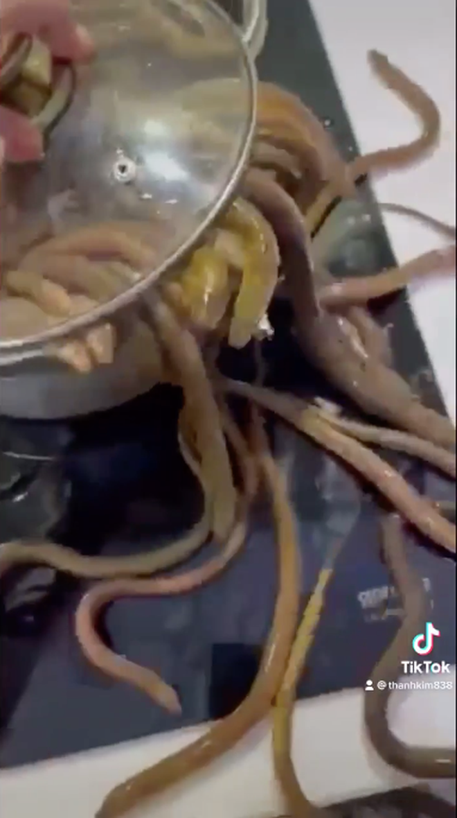 Mới đây, một cô nàng "dũng mãnh" trổ tài nấu ăn của mình với món lươn khiến khu bếp nhỏ trở nên thảm họa kinh hoàng.