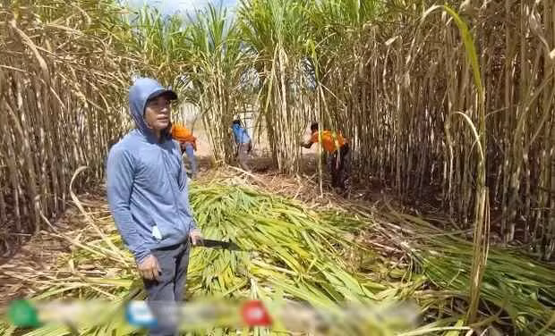 Quang Linh Vlogs boi thu mia, thuong lai mo co vi 1 cau noi