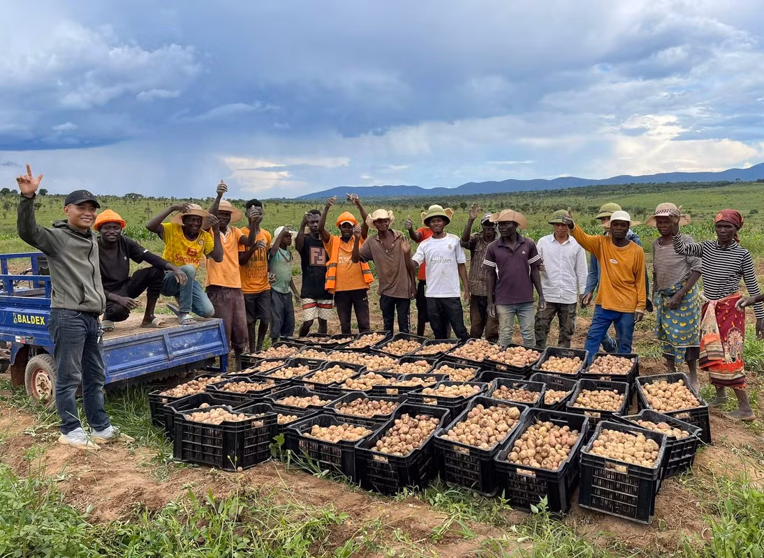 Quang Linh nhận định, Lindo thông minh, lanh lợi lại có duyên bán hàng nhất trong số các anh em Angola, nên muốn để Lindo thử sức bán nông sản ngoài chợ.