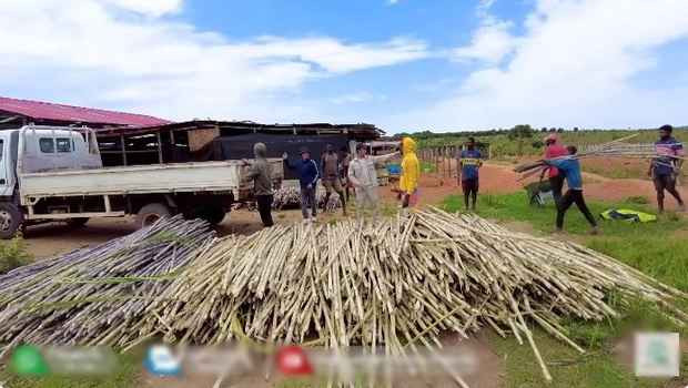 Quang Linh farm trồng cả mía tím Việt Nam và mía xanh (loại dùng để làm mật mía, nấu đường). Chủ tịch trẻ tuổi hơi thất vọng vì mía tím tại trang trại còi cọc, không phát triển mạnh bằng giống mía xanh.