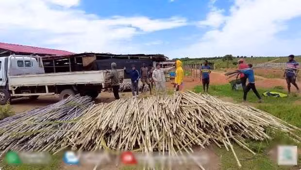 Quang Linh farm trồng cả mía tím Việt Nam và mía xanh (loại dùng để làm mật mía, nấu đường). Chủ tịch trẻ tuổi hơi thất vọng vì mía tím tại trang trại còi cọc, không phát triển mạnh bằng giống mía xanh.