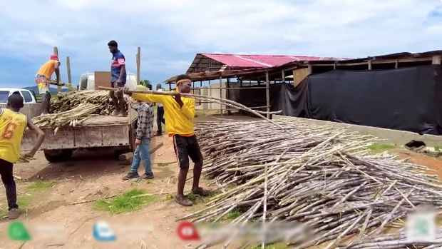 Do bận công việc, nam Youtuber cũng quên dặn mọi người tước hết lá trước khi thu hoạch, để lóng mía dài, đẹp hơn và khi thu hoạch đỡ vất vả.