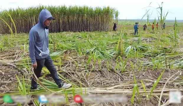 Diện tích trồng mía khá lớn, sau 2 ngày chặt Quang Linh farm mới thu hoạch được khoảng 1/4 sản lượng.