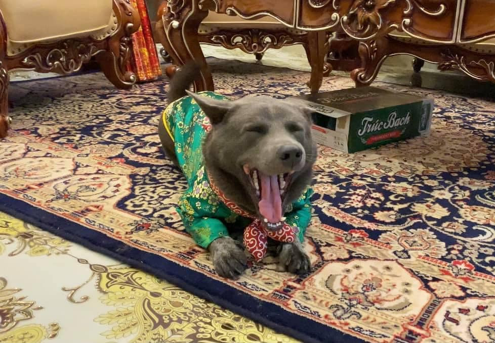 Còn đâu là idol Dúi ngây ngô đáng yêu ngày xưa, giờ đây thú cưng này lớn nhưng vẫn "lùn" đặc biệt là khuôn mặt đã có phần "khịa" hơn ngày xưa.