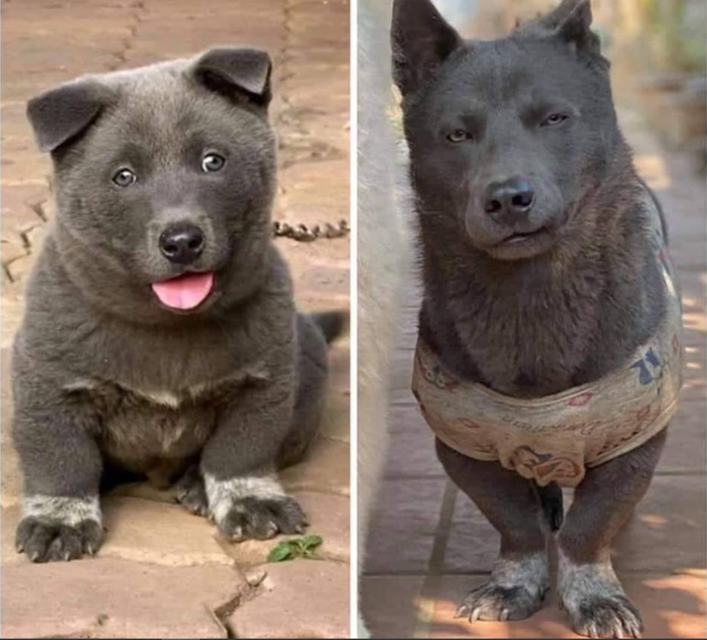 Sau một thời gian vắng bóng trên mạng xã hội, idol Nguyễn Văn Dúi mới đây lại xuất hiện cực kỳ "giang hồ", dù trong khuôn mặt nào thì trông chú chó này cũng thật buồn cười.