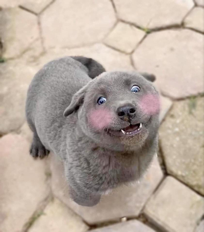 Không dừng lại ở đó, Dùi còn được nhiều người yêu mến, thậm chí còn down ảnh về làm hình nền.