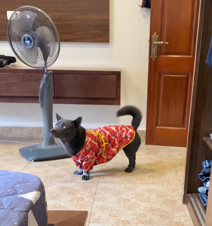 Tính ra từ ngày idol Dúi "debut" đến nay cũng làm hao tốn không ít giấy mực của truyền thông rồi nhỉ?