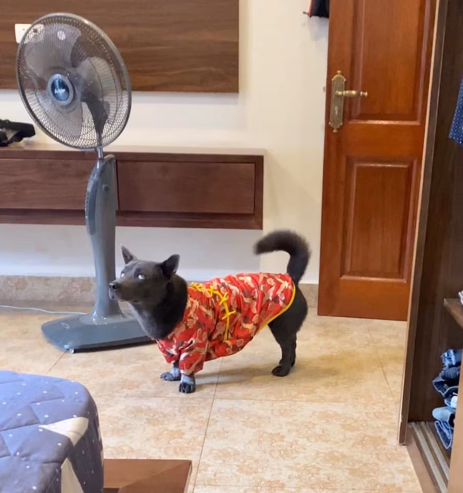 Tính ra từ ngày idol Dúi "debut" đến nay cũng làm hao tốn không ít giấy mực của truyền thông rồi nhỉ?