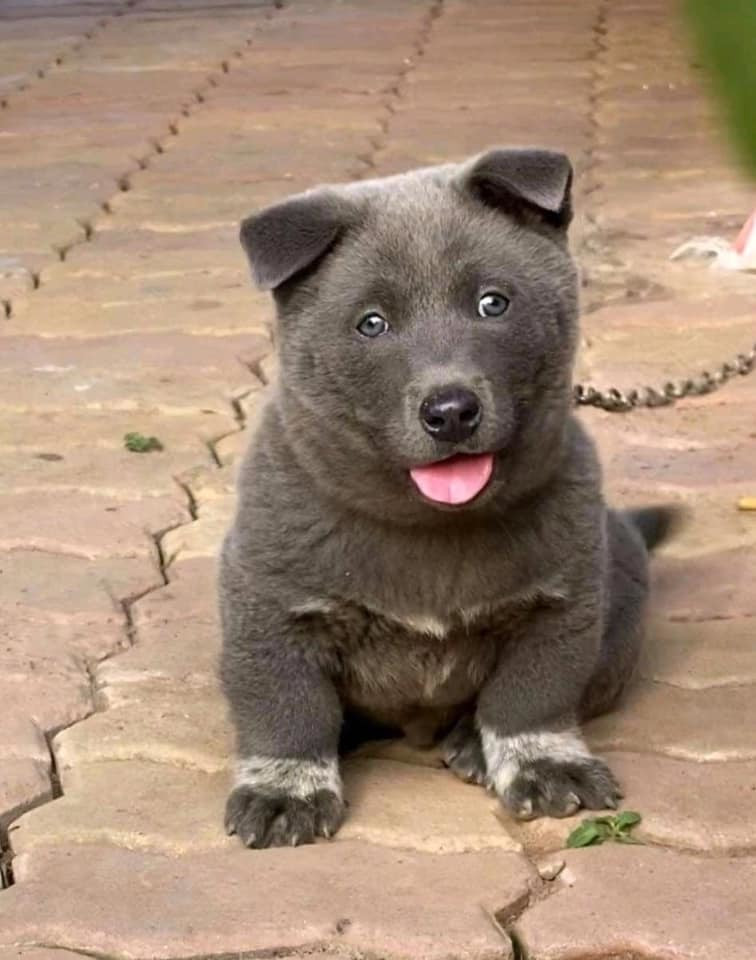 Hiện Dúi đang là chú chó idol đình đám trong làng boss Việt vì những biểu cảm khó đỡ của mình, nó liên tục xuất hiện trên mạng xã hội và được dân mạng lập riêng một Fanpage, Group với hàng trăm nghìn lượt tham gia.