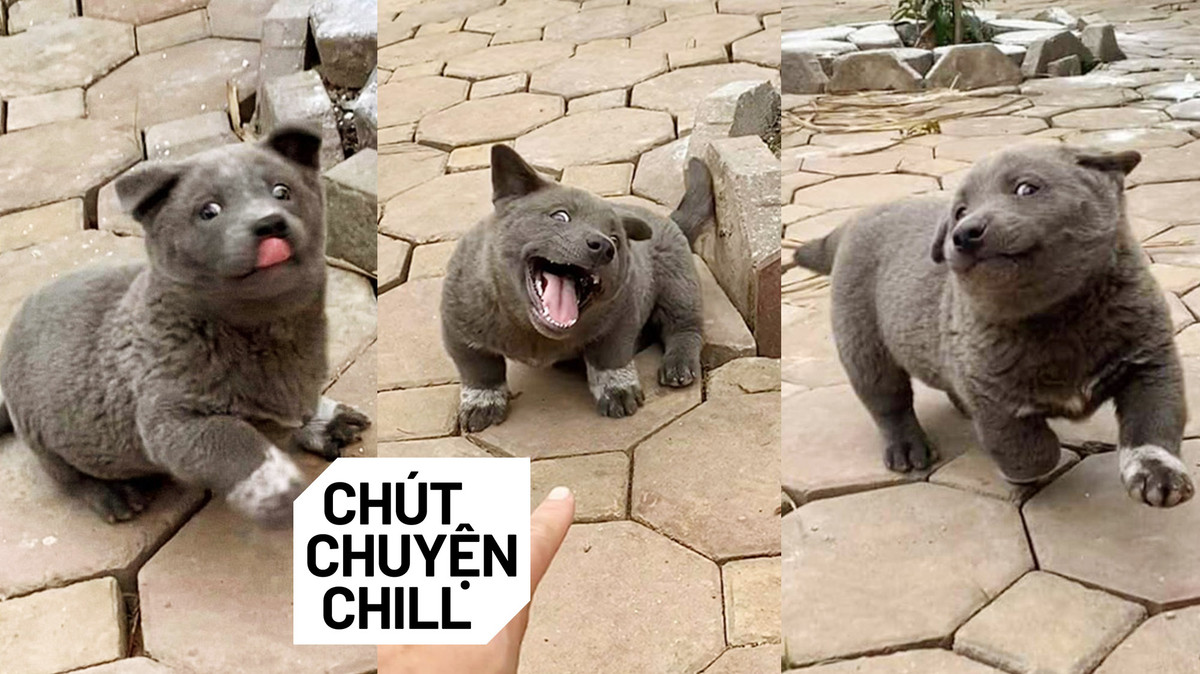 Cùng ngắm thêm những biểu cảm siêu đáng yêu của idol thú cưng Nguyễn Văn Dúi.