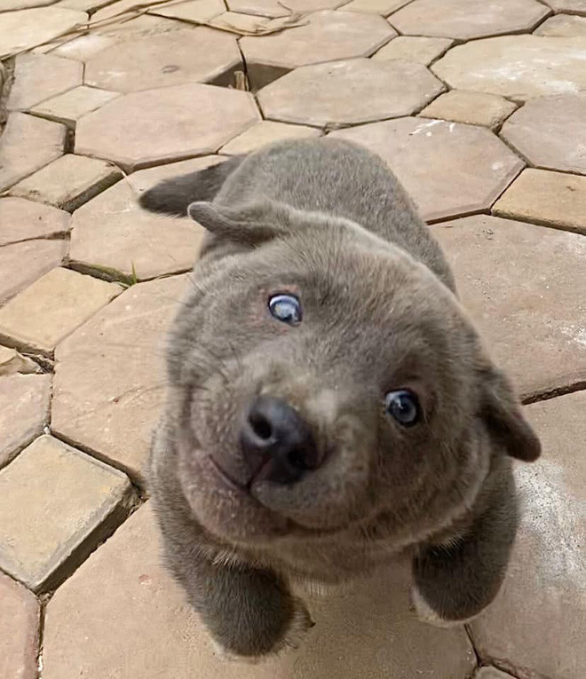 Gương mặt hài hước kèm theo những biểu cảm "khó đỡ" đã giúp chàng Dúi xây dựng "thương hiệu" riêng không có đối thủ trên mạng xã hội.