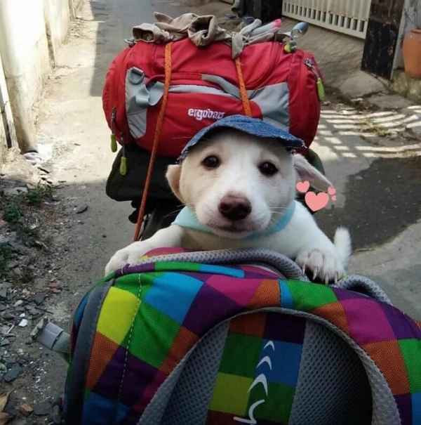 Bằng nhiều hình thức, nhiều phương tiện, các thú cưng được các "con sen" đưa về nhà ăn Tết.