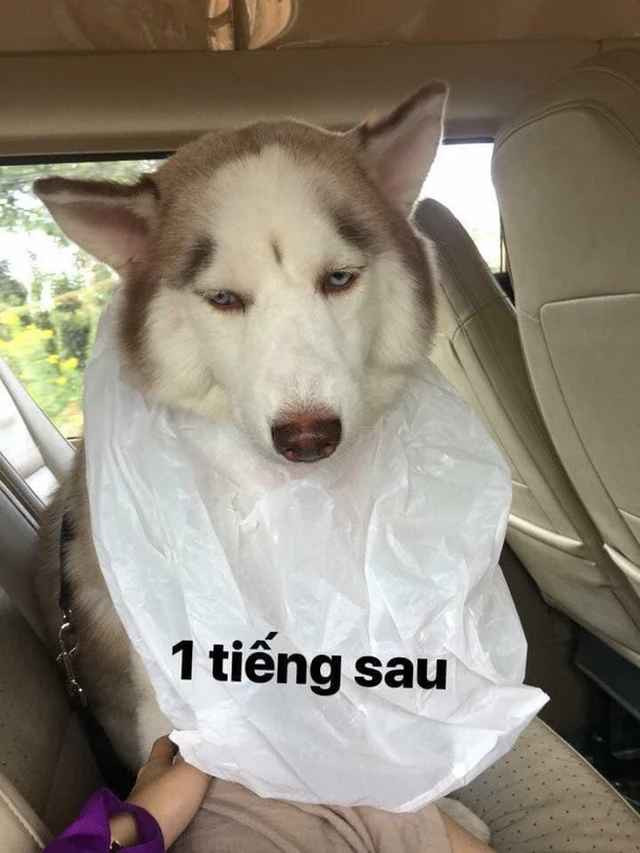 Chỉ sau 1 tiếng lên xe, chú chó này đã có biểu hiện say xe.