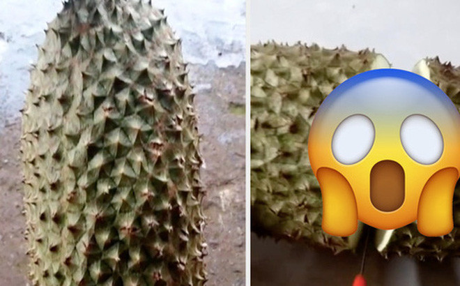 Bỏ trái sầu riêng như một trò xổ số, nếu gặp đúng trái có múi nhiều, chín vàng ươm thì bạn đích thị đã may mắn. Trên thực tế, rất nhiều người phải ôm hận, điển hình như một chàng trai mới đây đăng tải trên MXH.