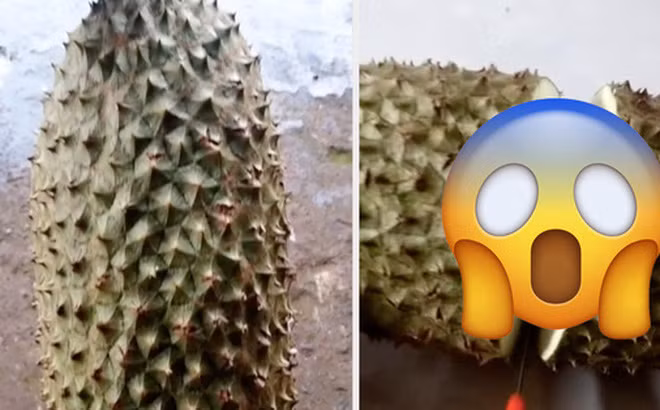 Bỏ trái sầu riêng như một trò xổ số, nếu gặp đúng trái có múi nhiều, chín vàng ươm thì bạn đích thị đã may mắn. Trên thực tế, rất nhiều người phải ôm hận, điển hình như một chàng trai mới đây đăng tải trên MXH.