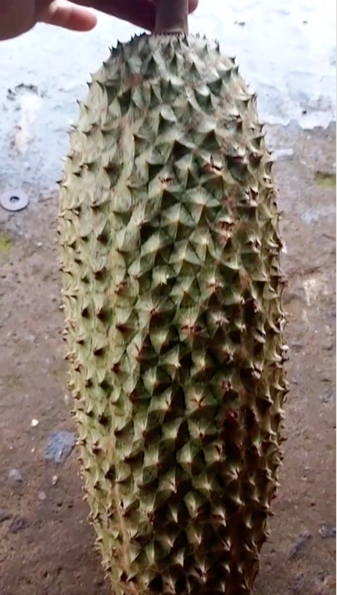 Cụ thể, chàng trai trên khoe quả sầu riêng "đột biến" mà mình trồng được trong vườn nhà. Điều đáng chú ý là hình dạng khá kỳ dị của nó.