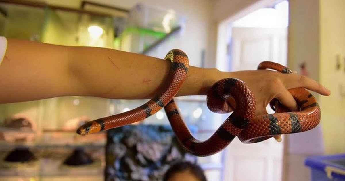 Những loài rắn có màu sắc hoặc hoa văn khác thường do đột biến gen thường có giá cao hơn. Ngoại hình càng hiếm thì giá thành càng cao.