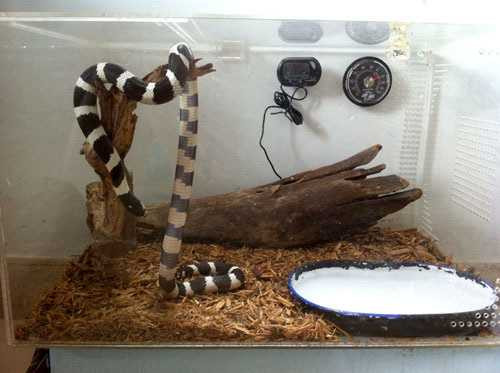 Lý do rắn trở thành thú cưng hấp dẫn nhiều bạn trẻ là bởi hình dáng và màu sắc độc đáo của chúng.