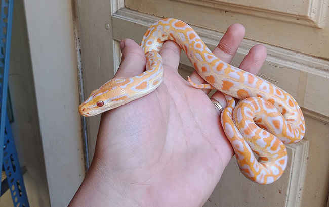 Mặc dù rắn là loài dễ chăm sóc nhưng cũng không thiếu những thử thách mà người nuôi phải đối mặt như thức ăn hay nhiệt độ....