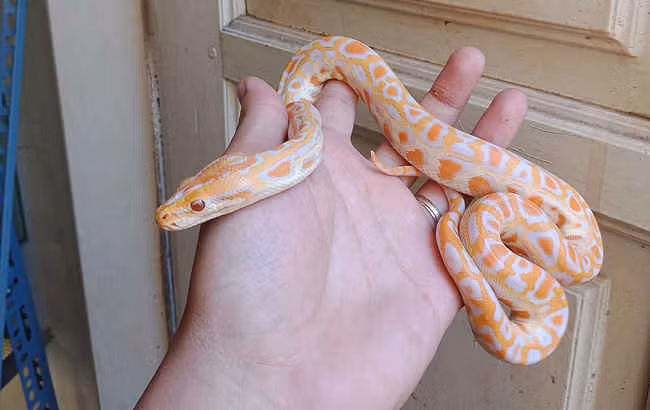 Mặc dù rắn là loài dễ chăm sóc nhưng cũng không thiếu những thử thách mà người nuôi phải đối mặt như thức ăn hay nhiệt độ....