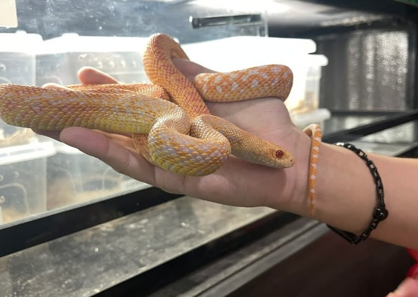 Tiến sĩ Fiona Woodhouse, Phó Giám đốc Hội Bảo vệ động vật Hong Kong (SPCA), cảnh báo rắn không phải loài nguy hiểm nếu được chăm sóc đúng cách nhưng chúng có thể cắn khi cảm thấy bị đe dọa hoặc khi đói.