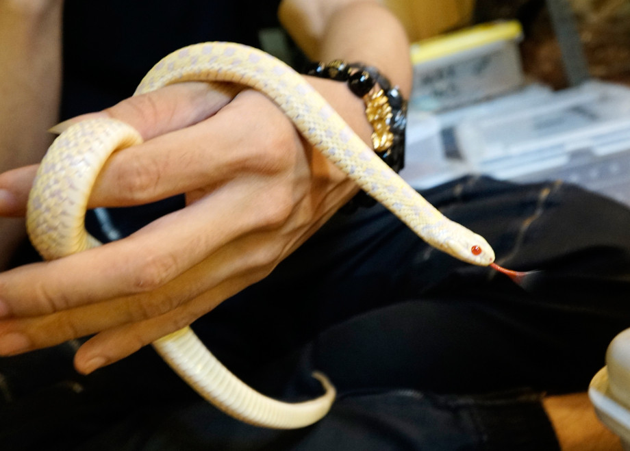 Royce Wong (18 tuổi) làm việc tại cửa hàng Slave World chuyên bán động vật bò sát ở khu Mong Kok, chia sẻ rằng nhiều bạn đồng trang lứa của cậu bắt đầu nuôi rắn.