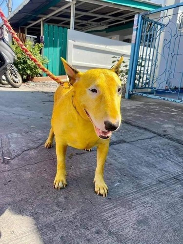 Trước đó, một chú chó bỗng nổi như cồn trên mạng xã hội với bộ lông đặc biệt của mình. Trong bức ảnh có thể thấy "vị boss" này đang được bao phủ màu lông "vàng hoàng gia".