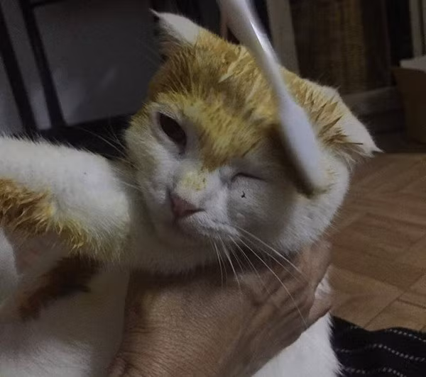 Nhưng thay vì chỉ bôi lên chỗ nhiễm bệnh, cô chủ lại bôi khắp cả người em mèo. Kết quả là bộ lông em ấy bị nhuộm vàng hoe, trông hơi giống… Pikachu!